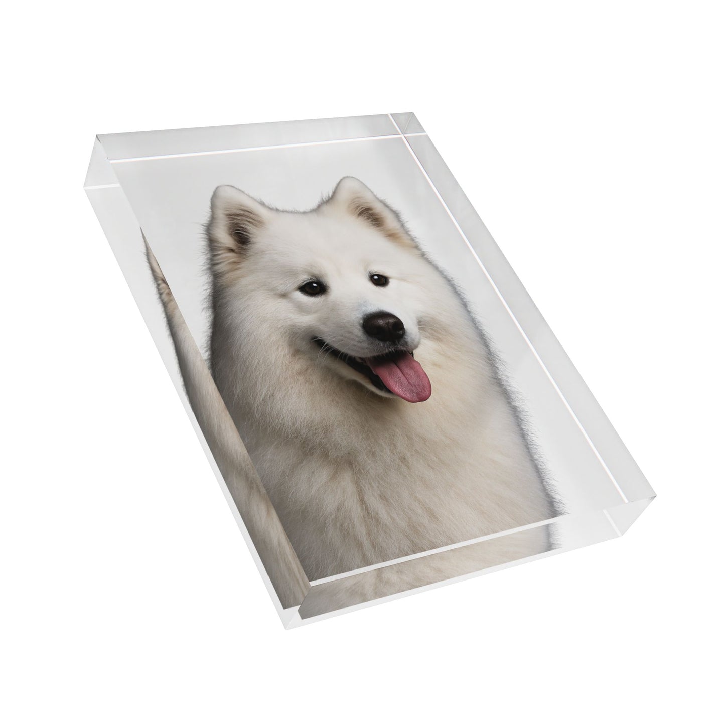 Samoyed Head Acrylic Photo Block