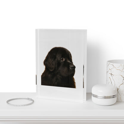 Newfie Head Acrylic Photo Block