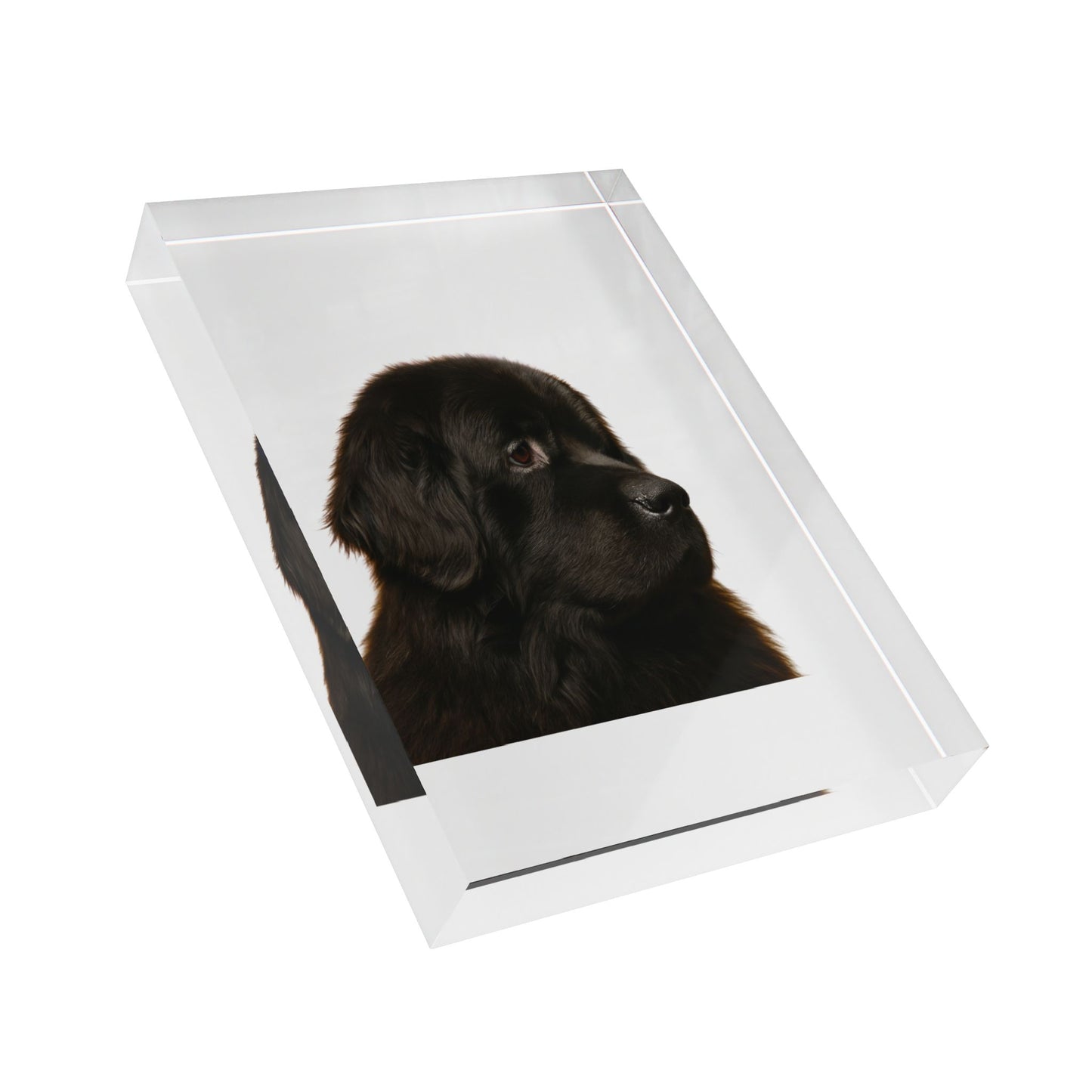 Newfie Head Acrylic Photo Block