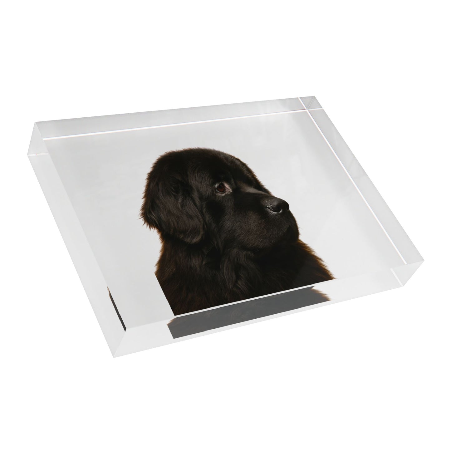 Newfie Head Acrylic Photo Block