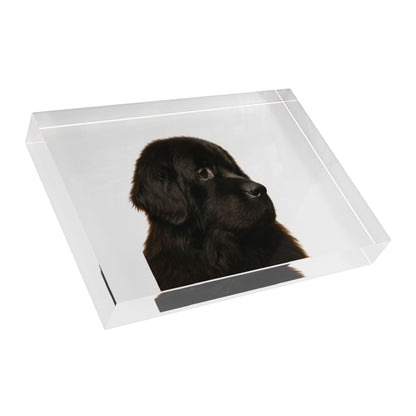 Newfie Head Acrylic Photo Block